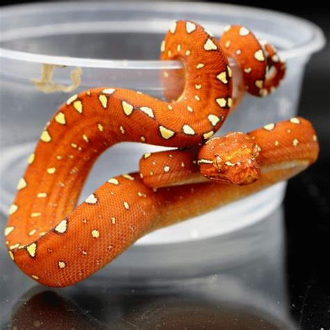 Image result for Red Biak Green Tree Python