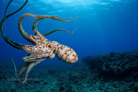Image result for Octopus Siphon