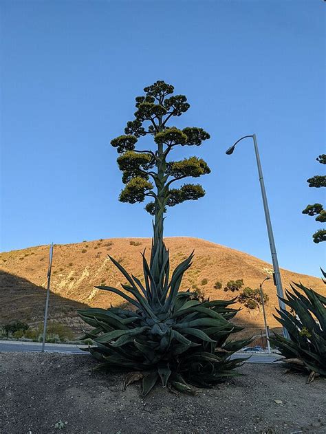 Image result for Century Plant Cactus