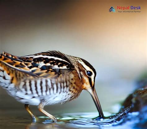 Toradh íomhá ar Common Snipe