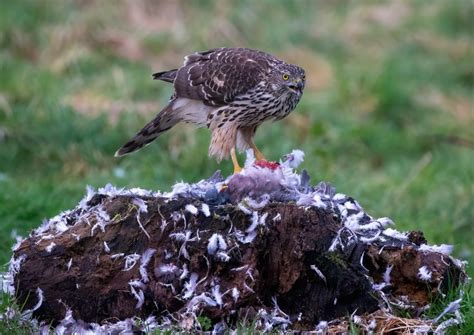 Image result for Red Goshawk Life Cycle Flow Chart