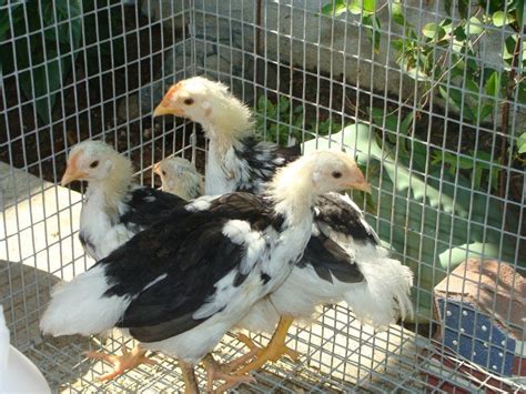 Image result for Mottled Java Egg Color