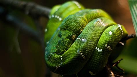 Image result for Python Snake Wallpaper