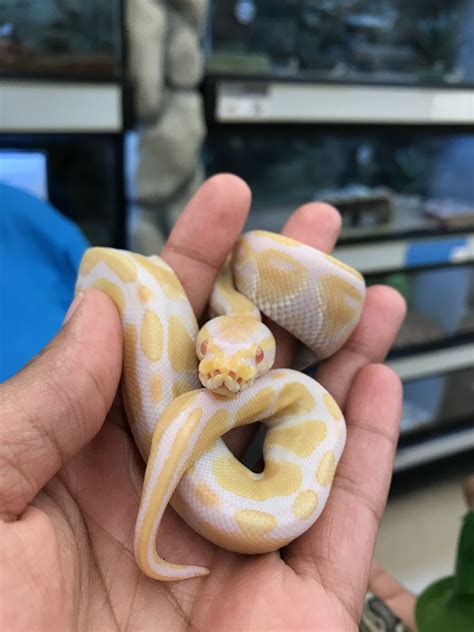 Afbeeldingsresultaten voor Albino Pygmy Python