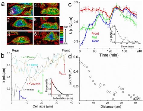 Spring Comnstant に対する画像結果