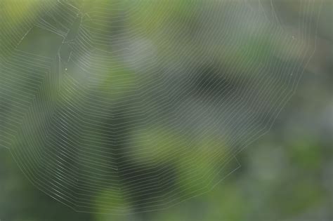 Image result for Web Line Texture