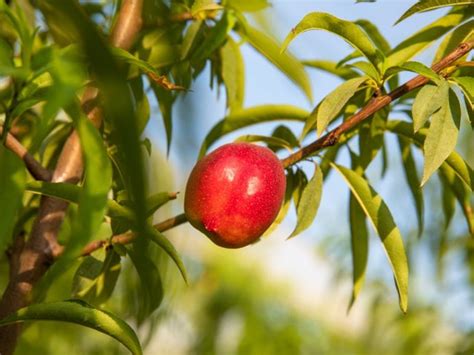 Image result for Nectarine Tree Farm