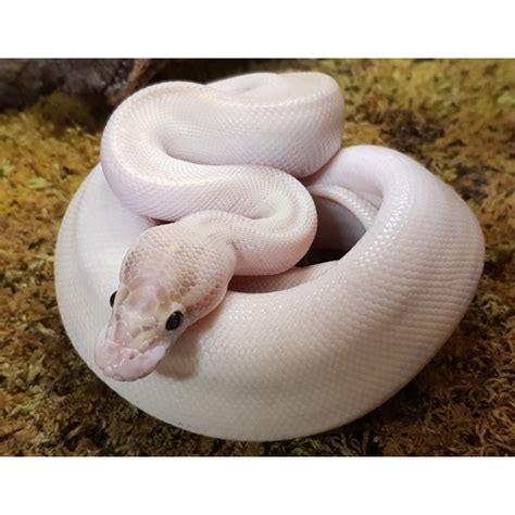 Image result for Ivory Royal Python