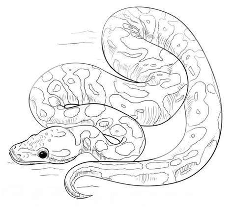 Image result for Python Color Page Print