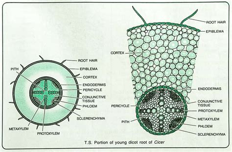Toradh íomhá ar Labeled Root Tissue
