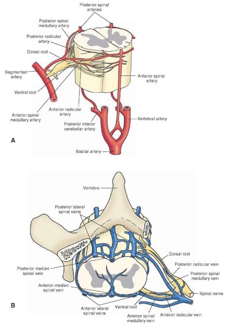 Lateral Spinal Artery Diagram-साठीचा प्रतिमा निकाल