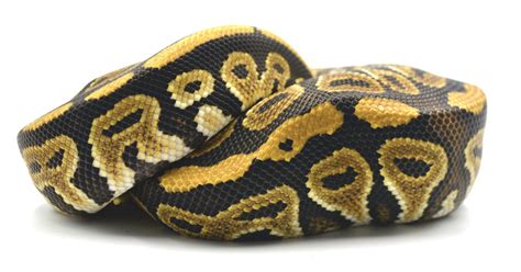 Toradh íomhá ar Bongo Ball Python