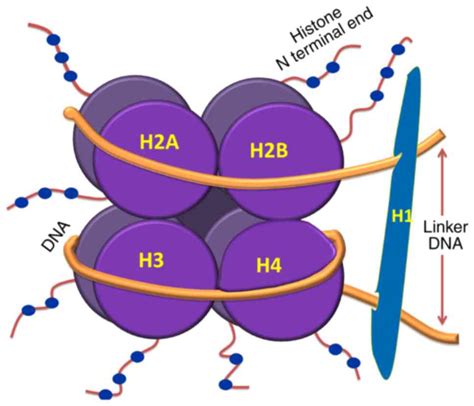 Image result for Histone Octamer