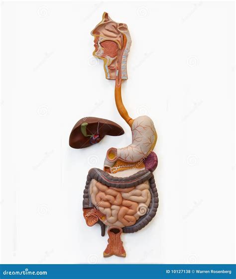 Body Back View Reference に対する画像結果