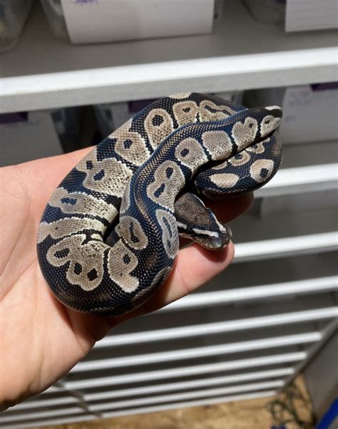 Image result for Super Pastel Axanthic Ball Python