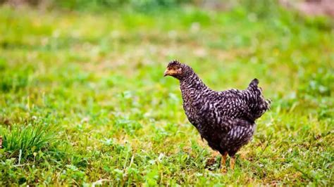 Image result for Java Hen Male