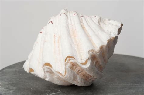 Giant Clam Shell に対する画像結果