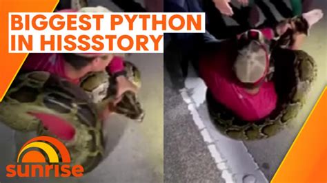 Image result for 7 Metre Python