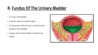 Image result for Trigone of Bladder Function
