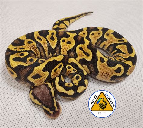 Image result for Yellow Pastel Ball Python