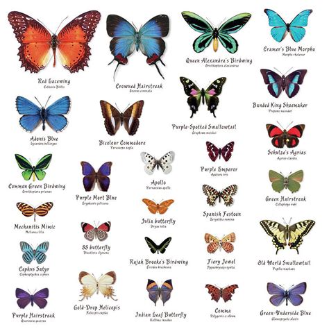 Toradh íomhá ar Butterfly Color Chart