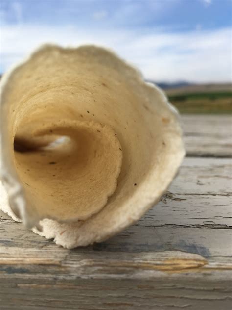 Cream Fridge Wraps Patterned に対する画像結果