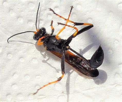 How to Identify Different Types of Wasps に対する画像結果