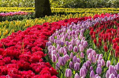 Spring Tulips in Holland に対する画像結果