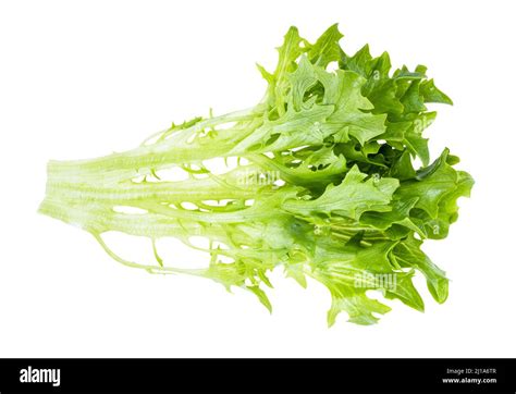 Image result for Curly Endive Lettuce