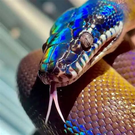 Image result for Pet White Python