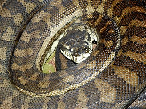 Image result for Coastal Carpet Python Hibernating