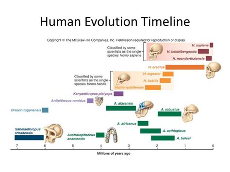 Toradh íomhá ar Evolution Tree Homosapien
