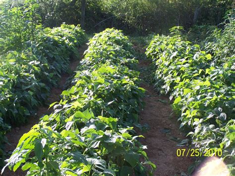 Growing Half Runner Beans に対する画像結果