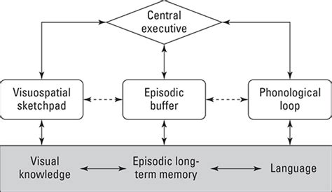 Cognitive Psychology: Working Short-Term Memory - dummies