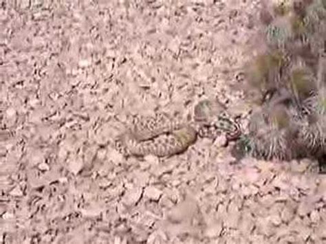 Toradh íomhá ar Snake-Eating Chipmunk