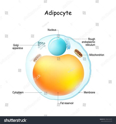 Image result for Adipocyte Body Cell Type