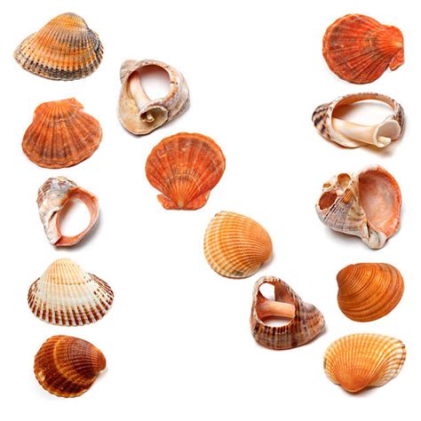 Image result for Different Types of Conch Shells