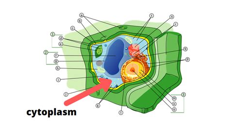 Plant Cell Parts And Functions - Science Trends