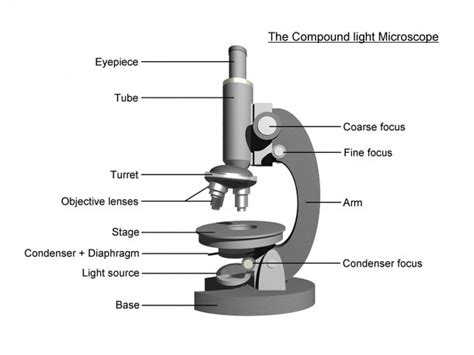 Image result for How Discovered a Compound Light Microscope