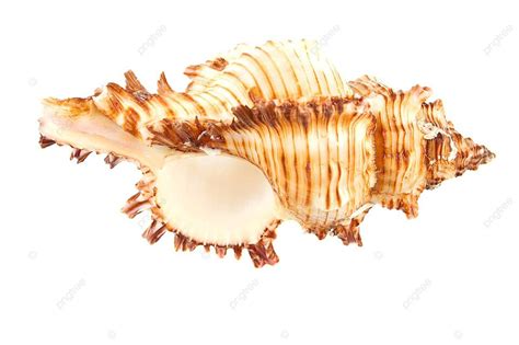 Image result for Sea Shell Shape
