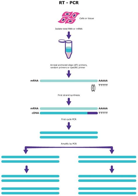 Toradh íomhá ar What Is Reverse Transcriptase PCR