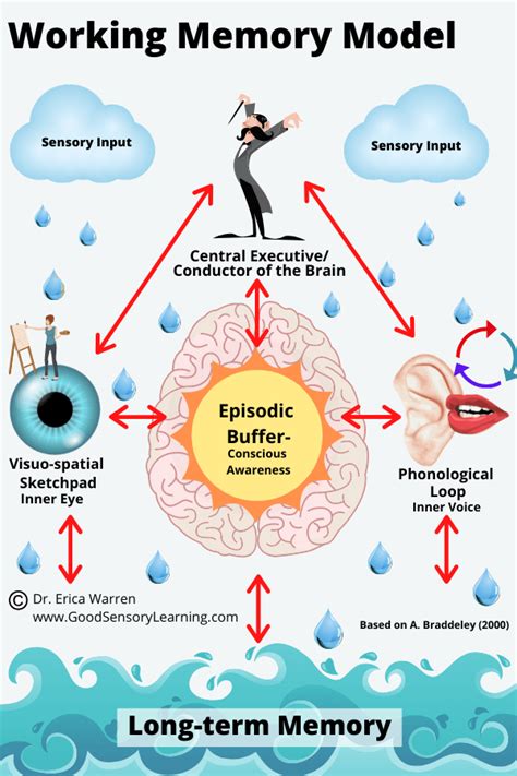 Image result for Working Memory