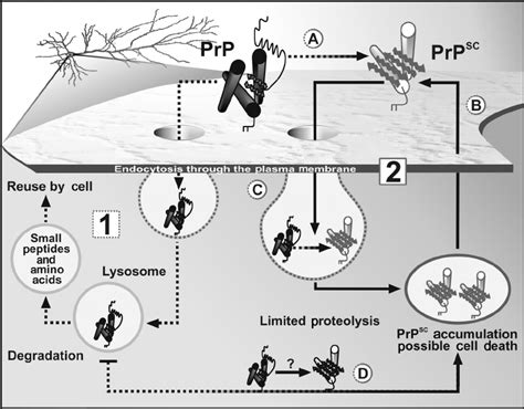 Bildergebnis für Prp Processing