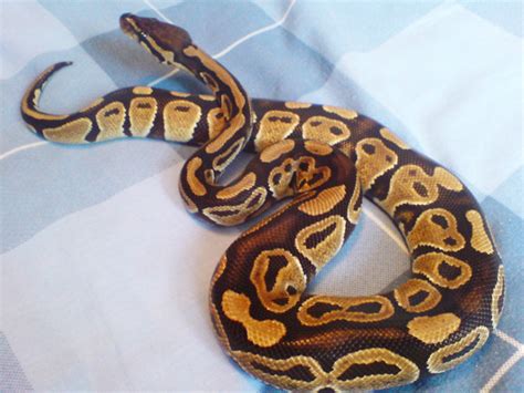תוצאת תמונה עבור Royal Python Habitat