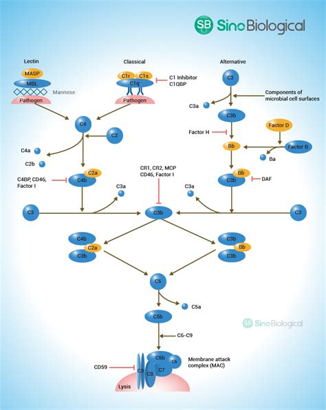 Image result for Common Complement Pathway