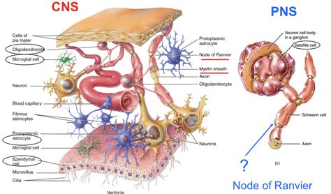 Neurons and Glia Diagram | Quizlet