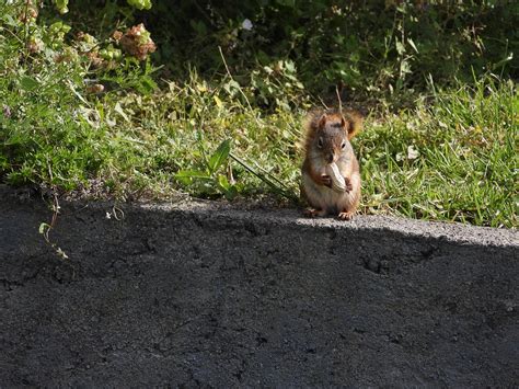 Python Eating Squirl に対する画像結果