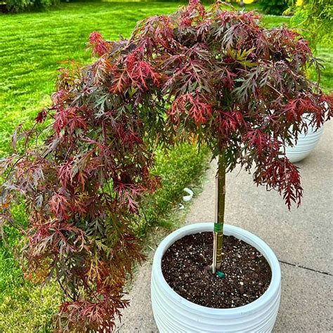 Image result for Japanese Maple Root System