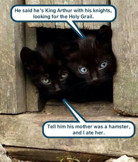 Image result for Cat Python Meme