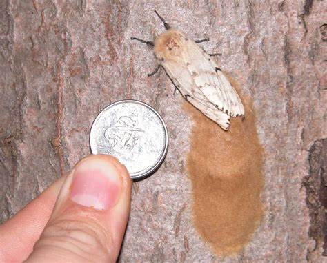 Gypsy Moth in Canada に対する画像結果